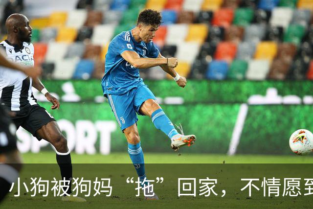 小狗被狗妈“拖”回家，不情愿到连爪子都在控诉：我还要玩！